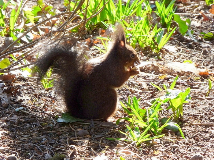 Eichhörnchen