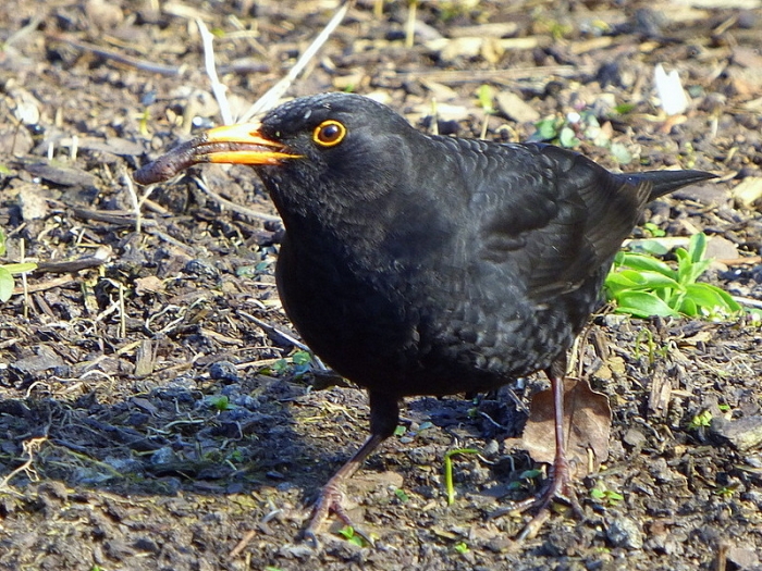 Amsel