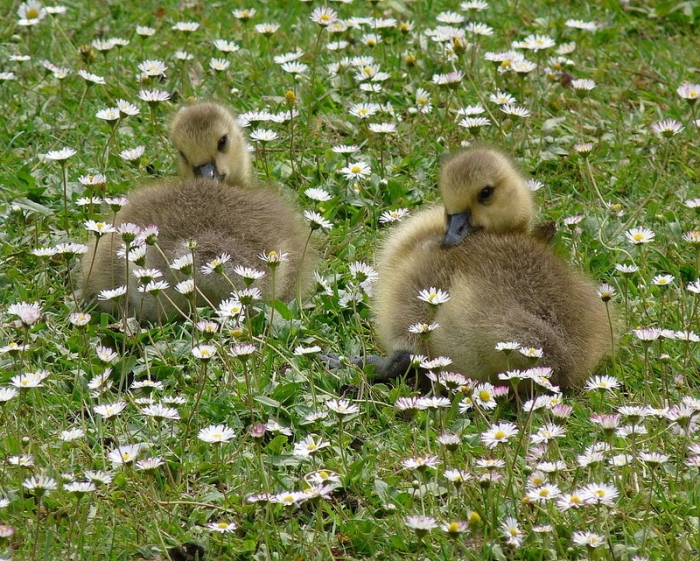 Küken von Kanadagänsen