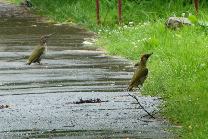 Zwei Grünspechte