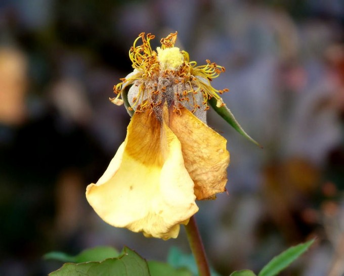 Verblühte Schönheit