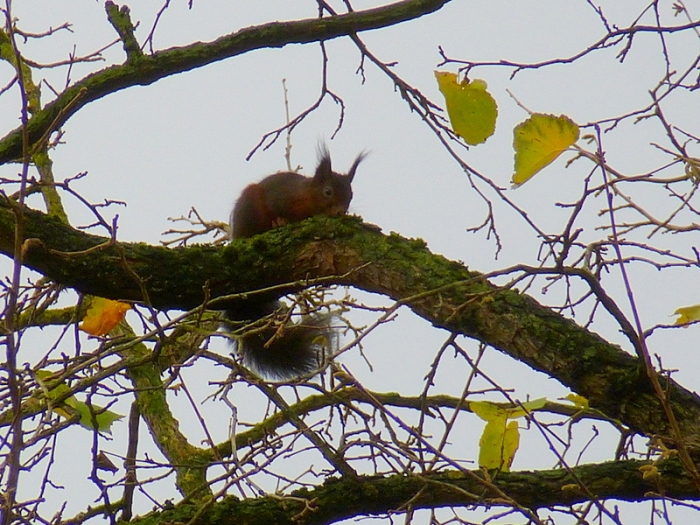 Eichhörnchen im November