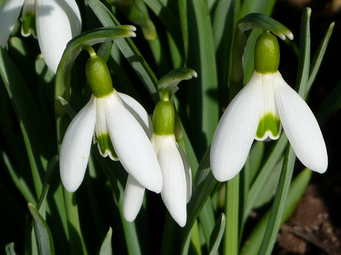 Schneeglöckchen