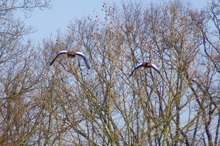 Nilgänse im Flug