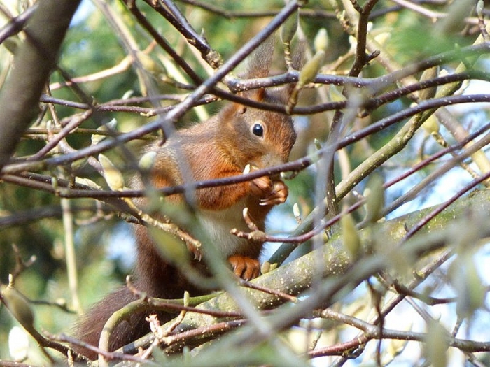 Eichhörnchen versteckt
