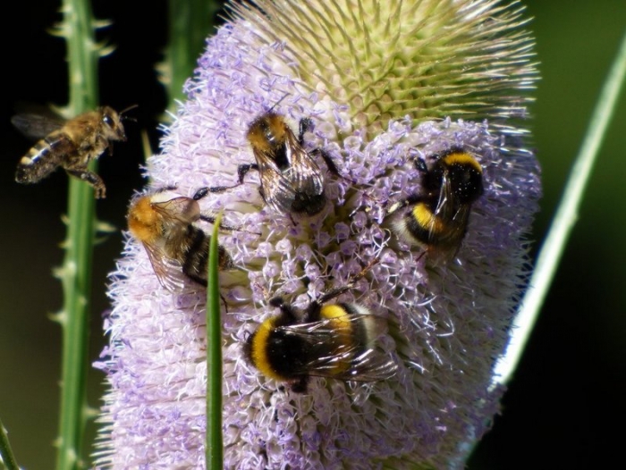 Hummeln und eine Biene