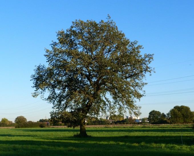 Baum