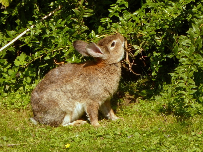 Wildkaninchen