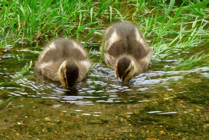 Kleine Enten