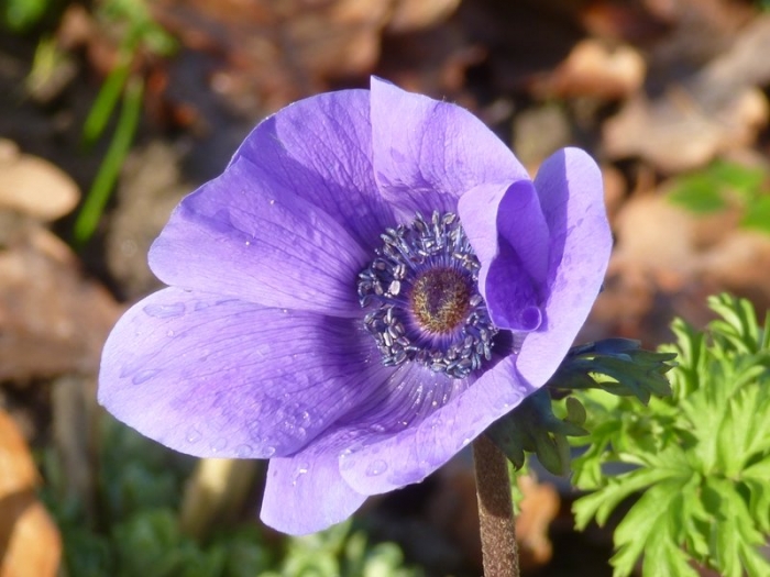 Anemone
