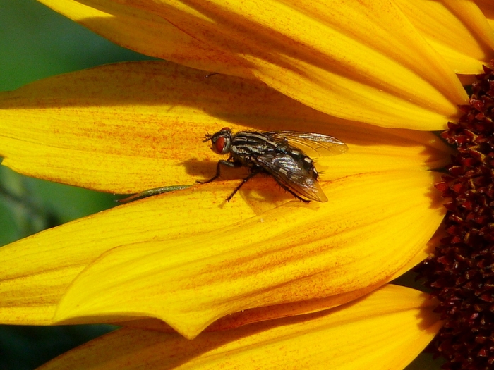 Fliege auf Sonnenblume