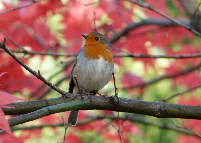 Rotkehlchen im Herbst