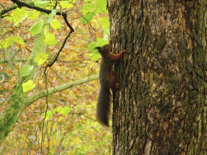 Eichhörnchen