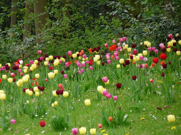 Tulpenwiese