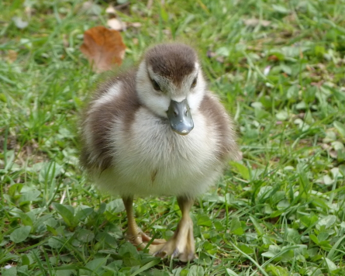 Nilgansküken