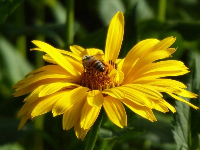 Arnika mit Biene