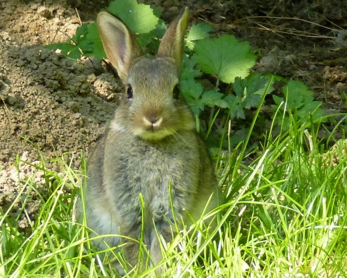 Wildkaninchenjunges