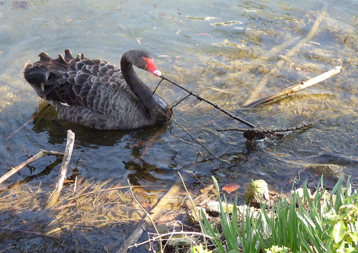 Trauerschwan raeumt auf