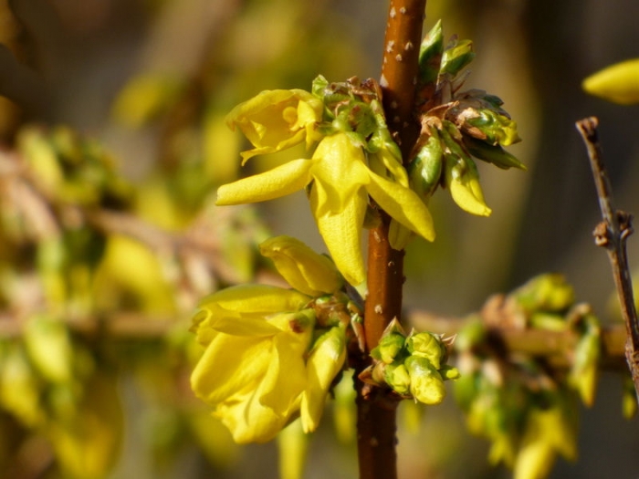 Forsythien