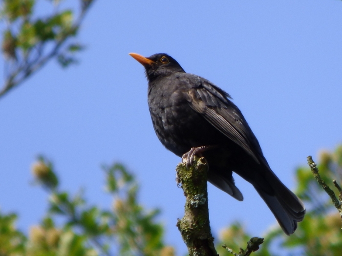 Amsel