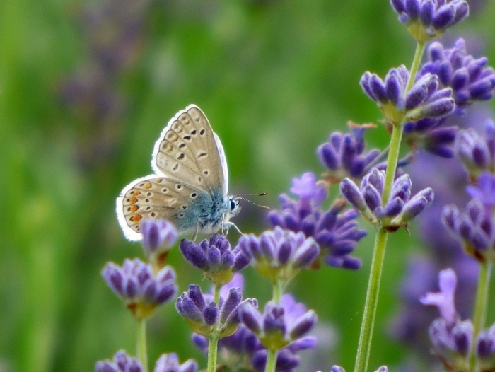 Bläuling auf Lavendel