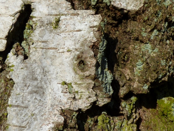 Rinde einer alten Birke