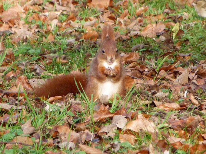Eichhörnchen
