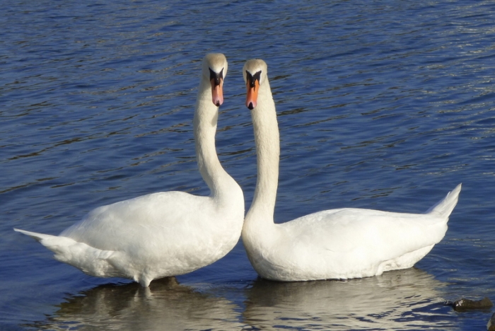 Schwäne