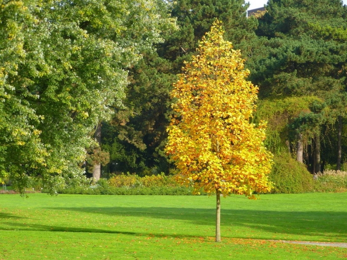 Der kleine gelbe Baum