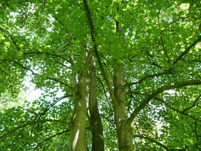 Amerikanischer Tulpenbaum