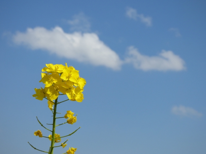 Rapsblüte