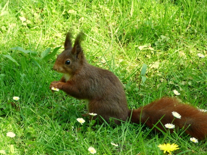 Eichhörnchen