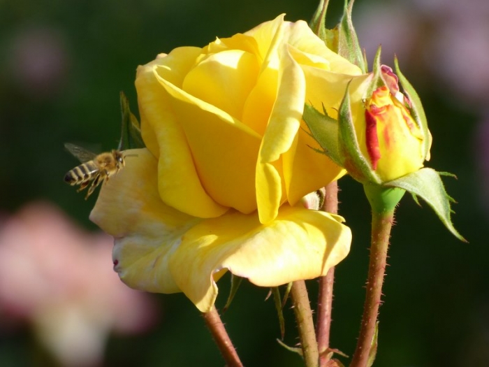 Rose mit Biene