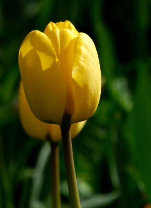 Tulpen