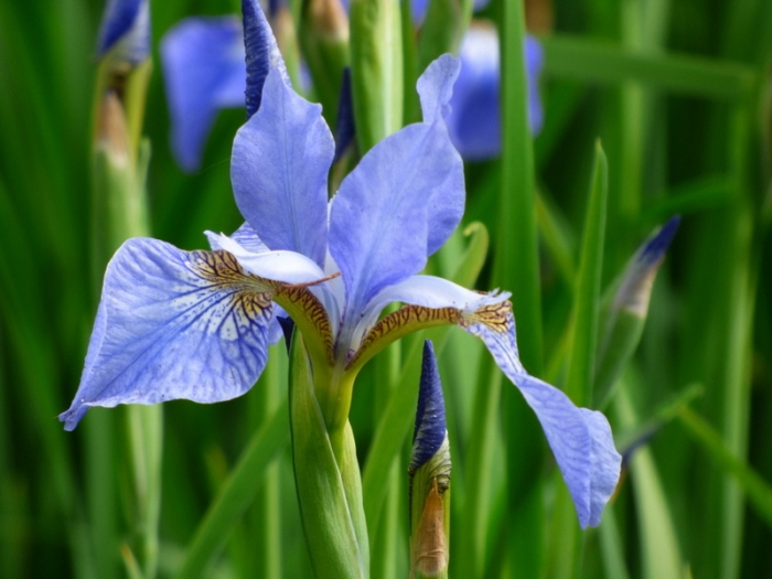 Iris
