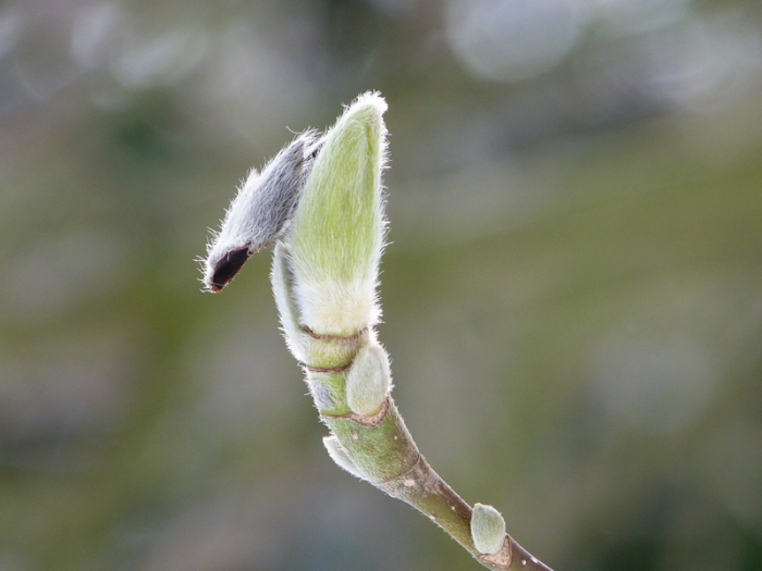 Magnolienknospe