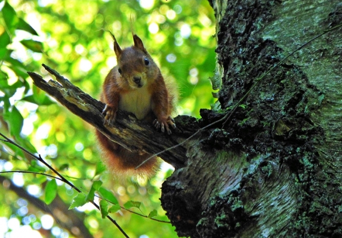Bekomme ich noch eine Nuss?