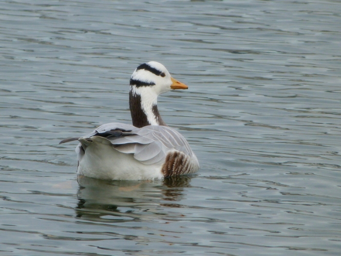 Indische Streifengans