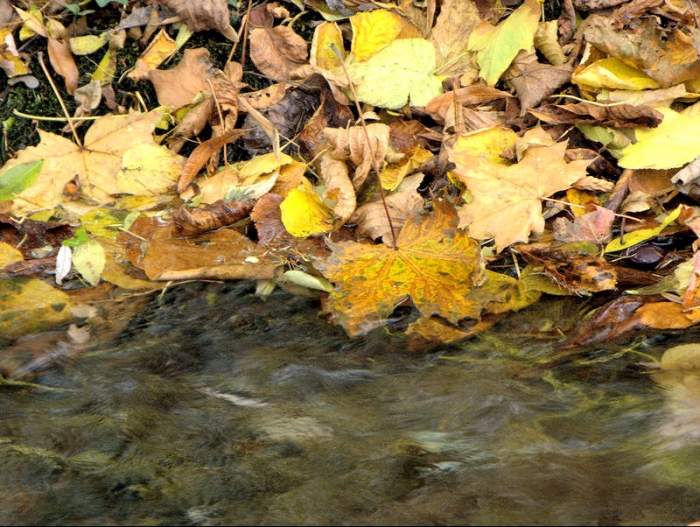 Blätter am Fluss
