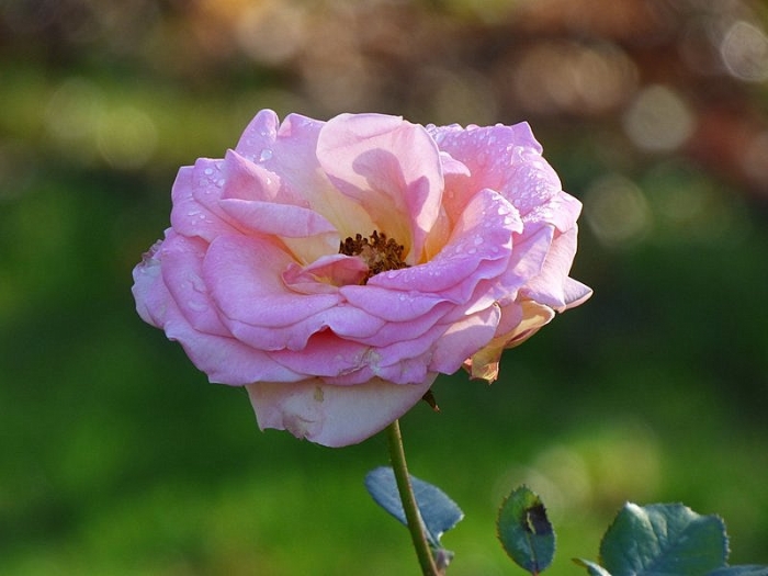 Novemberrose