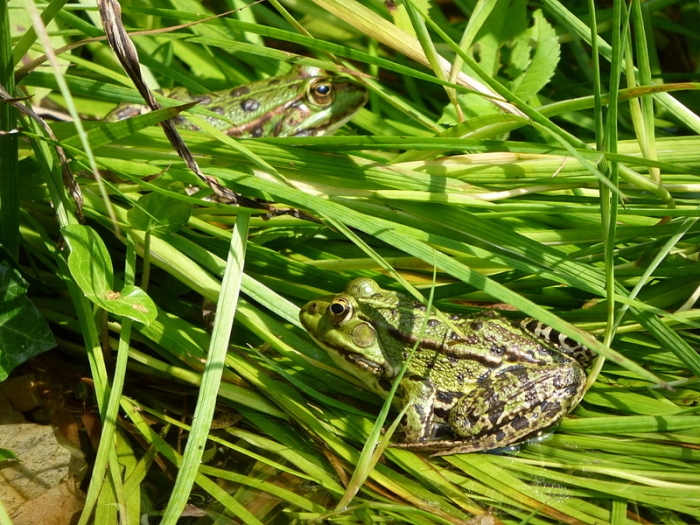 Frösche