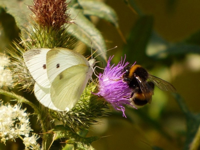 Kohlweißling und Hummel