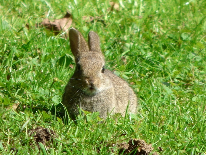 Junges Wildkaninchen