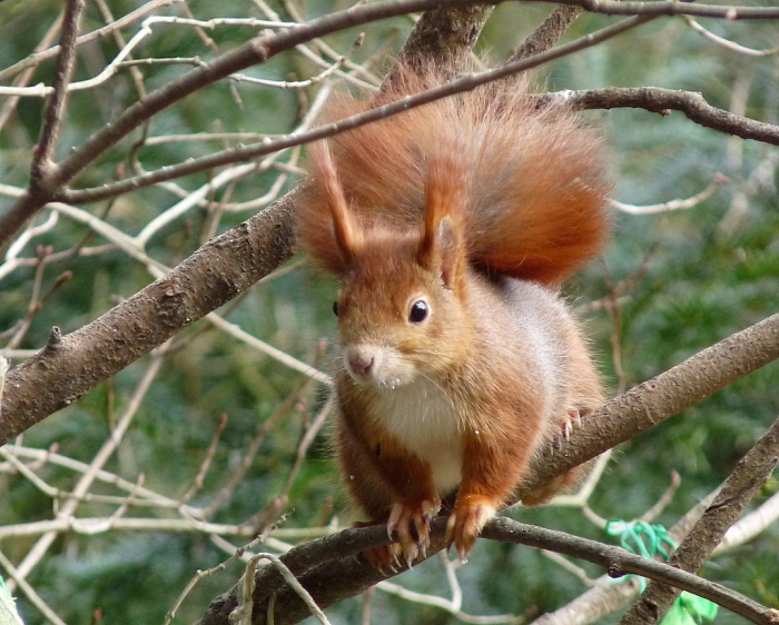Eichhörnchen