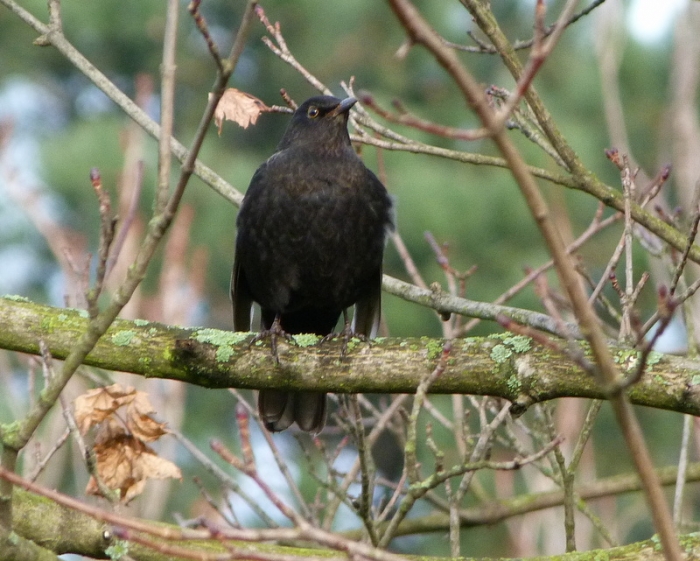 Amsel