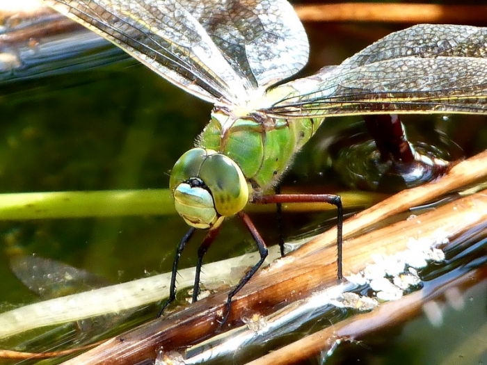 Große Königslibelle