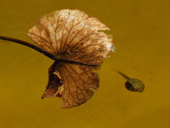 Blatt im Seerosenteich