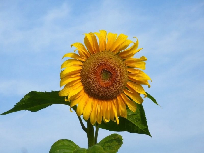 Sonnenblume
