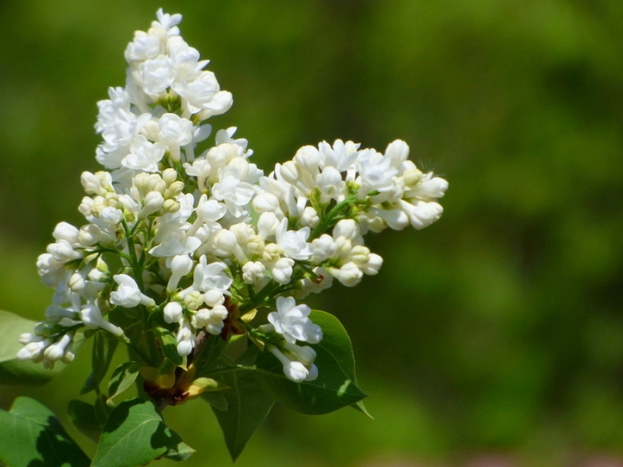 Weißer Flieder