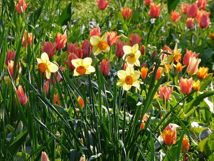 Tulpen und Narzissen